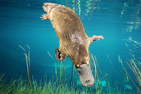 Platypus .